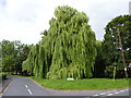 SO8768 : Nice tree on Elmley Close, Cutnall Green by Jeff Gogarty
