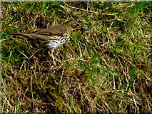 H4772 : Thrush with catch, Omagh by Kenneth  Allen