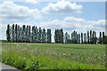 Lombardy poplars