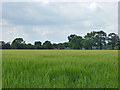 Field of barley