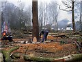 Felling an oak in Beauport Park, Hastings