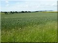 Farmland at Neen Savage