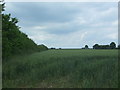 Cereal crop and hedgerow