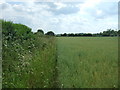 Field margin, Swathing