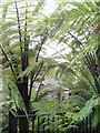 Inside Benmore Fernery