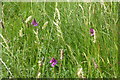 Orchids in St. Uny churchyard, Lelant