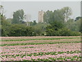 Potato crop