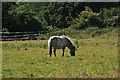 Merging spots on a pony in a paddock in Bosham