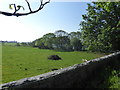 Corner of a field by Loch of Skene