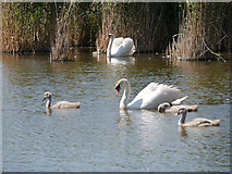 SY5783 : Swans and Cygnets in Rearing Pool at Abbotsbury by David Dixon
