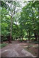 Path in Walthamstow Forest