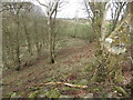 Looking Down In To Broad Lane Wood