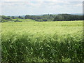 Wheat field, Lodge Place Farm