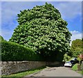 Great Rissington: Huge horse chestnut tree on path to St. John the Baptist