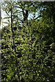 SX8963 : Marsh thistles, Cockington Meadows by Derek Harper