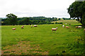 Sheep near Crowcombe