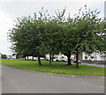 Trees on a green in the middle of  Clydesmuir Road, Cardiff