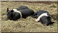 Piglets, St Werburghs City Farm