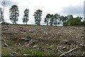 Felled area, Murrayfield