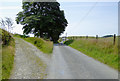 Lane to Llanycrwys in Carmarthenshire