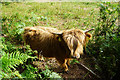 Young highland cow above Little Quantock Farm