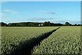 Footpath Through The Wheat