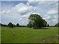 Scattered trees in field at Lyte