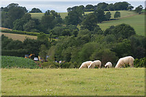 ST0007 : Mid Devon : Grassy Field by Lewis Clarke