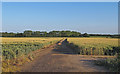 TM4494 : Farm track through Wheat Field, near Mill House, Aldeby by Roger Jones
