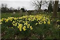 SU6378 : Daffodils in Bloom by Bill Nicholls