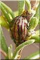 Rosemary Beetle (Chrysolina americana), Musselburgh