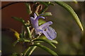 Rosemary (Rosmarinus officinalis) flower, Musselburgh