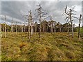 NH5753 : Dead trees on the Monadh Mòr bog forest by valenta