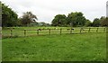 Sheep, Little Comberton