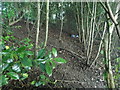 Undergrowth by the A35, Athelhampton