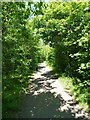 A leafy path in the country park