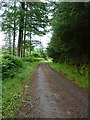 Forest track in the Dyfnant forest