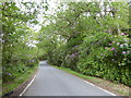 Roadside rhododendrons above Camasinas