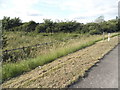 Verge by the A35, Puddletown