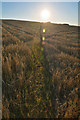 SS7602 : Mid Devon : Grassy Field by Lewis Clarke