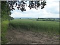 Wheat field