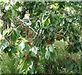 Sweet cherry ( Prunus avium)