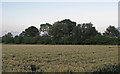 TL6203 : Barley Field near Blackmore Road, Highwood by Roger Jones