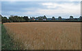 TL6303 : Barley Field near Ward's Farm, Highwood by Roger Jones