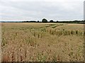 Cereal crop, Portman Farm