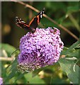 Red Admiral butterfly (Vanessa atalanta) on Buddleia