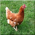 Rhode Island Red hen