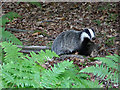 Badger, Cutlers Wood