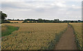 Footpath through Wheat Field, near Swanecks, Roxwell 