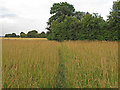 Footpath through meadow, Cooksmill Green, Roxwell